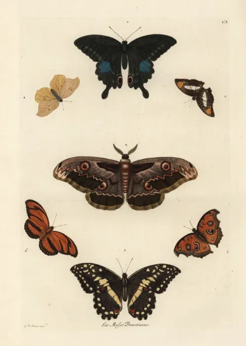 Framed Print : Varieties of butterflies including a swallowtail Framed Print : Varieties of butterflies including a swallowtail