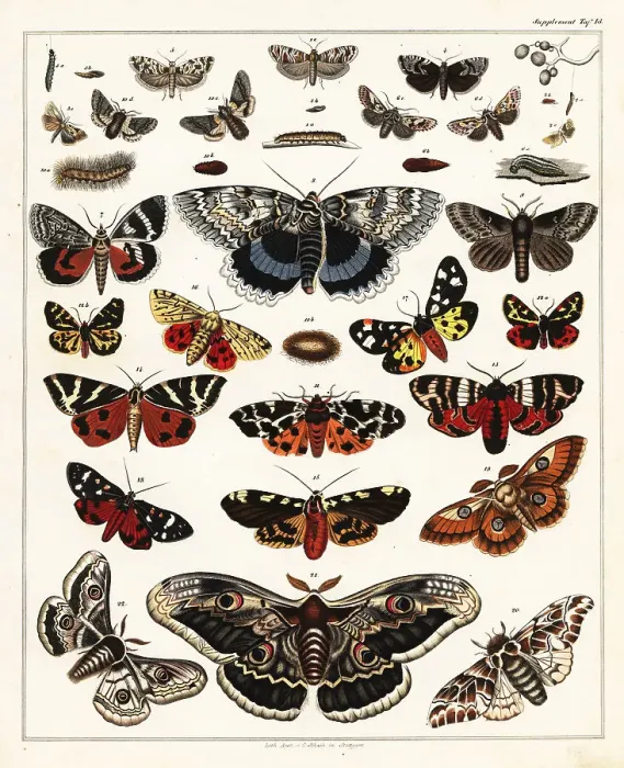 Framed Print : Varieties of butterflies, moths, etc Framed Print : Varieties of butterflies, moths, etc