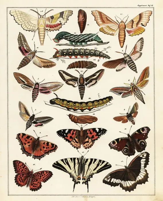 Framed Print : Varieties of butterflies, moths, etc Framed Print : Varieties of butterflies, moths, etc