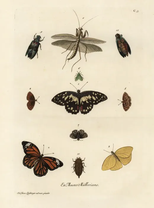 Framed Print : Varieties of butterflies, moths and insects Framed Print : Varieties of butterflies, moths and insects