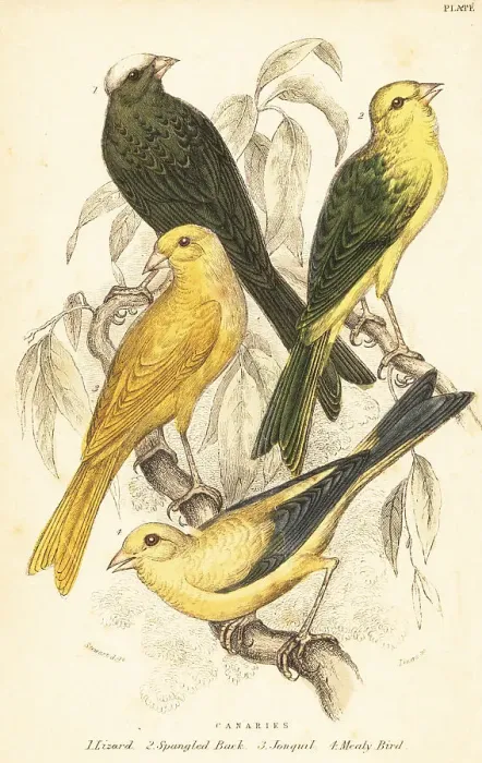 Framed Print : Varieties of canaries, Serinus canaria domestica Framed Print : Varieties of canaries, Serinus canaria domestica