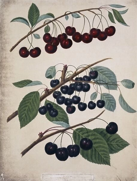 Three varieties of cherries
