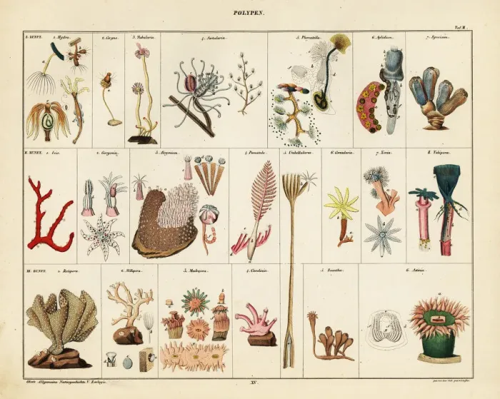 Framed Print : Varieties of corals, seafans, polyps and sea anemones Framed Print : Varieties of corals, seafans, polyps and sea anemones