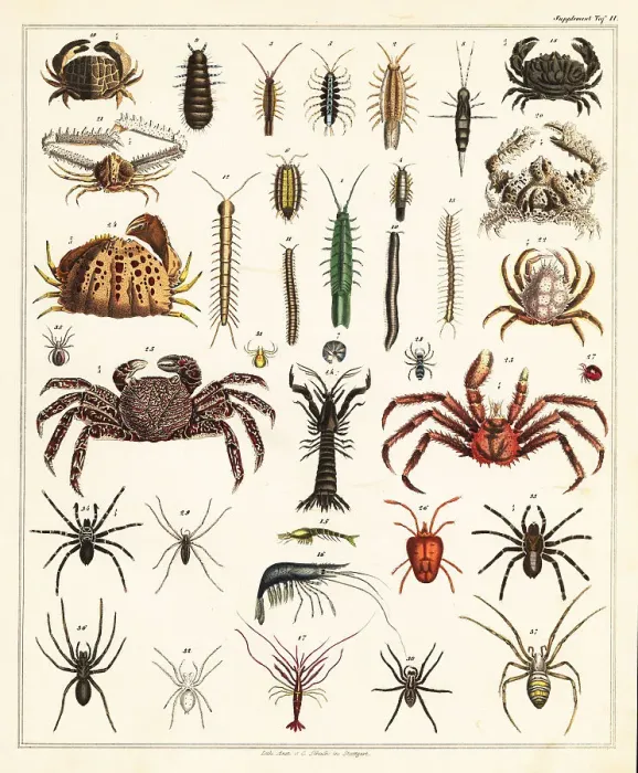 Framed Print : Varieties of crabs and spiders