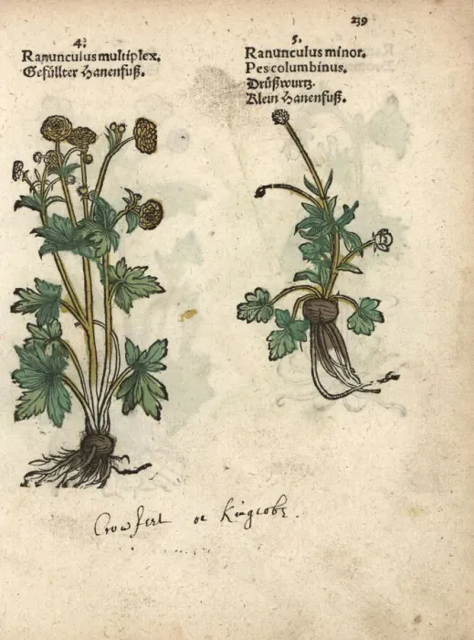Framed Print : Varieties of crowfoot, Ranunculus multiplex Framed Print : Varieties of crowfoot, Ranunculus multiplex