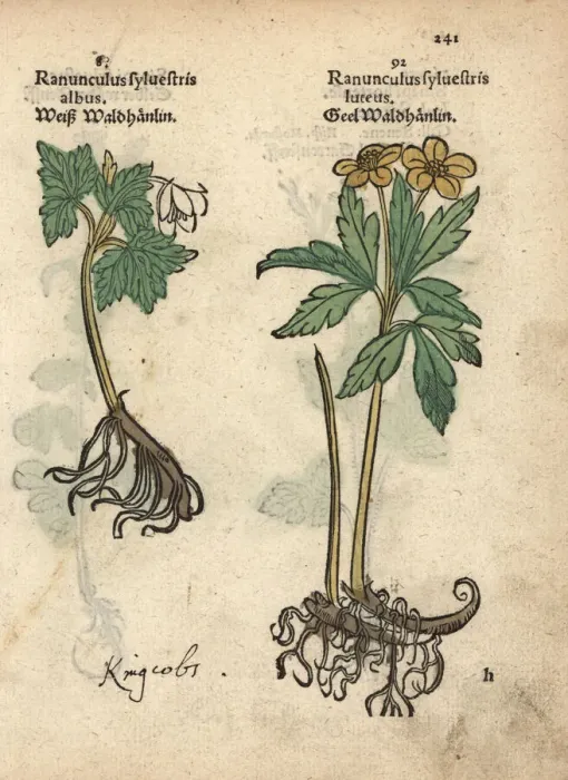 Framed Print : Varieties of crowfoot, Ranunculus sylvestris Framed Print : Varieties of crowfoot, Ranunculus sylvestris