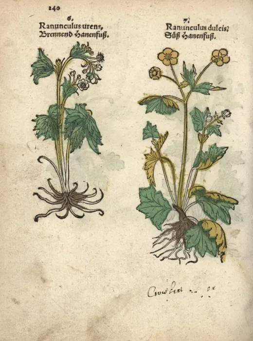 Framed Print : Varieties of crowfoot, Ranunculus urens Framed Print : Varieties of crowfoot, Ranunculus urens