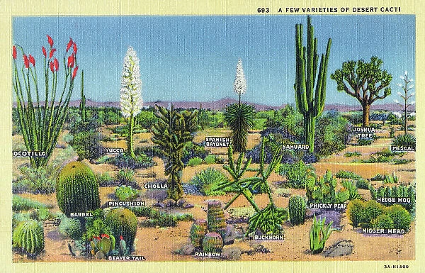A few varieties of Desert Cacti - USA
