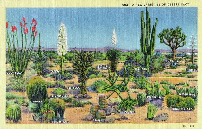 Framed Print : A few varieties of Desert Cacti - USA Framed Print : A few varieties of Desert Cacti - USA