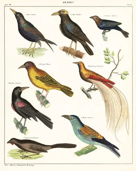 Framed Print : Varieties of exotic birds Framed Print : Varieties of exotic birds