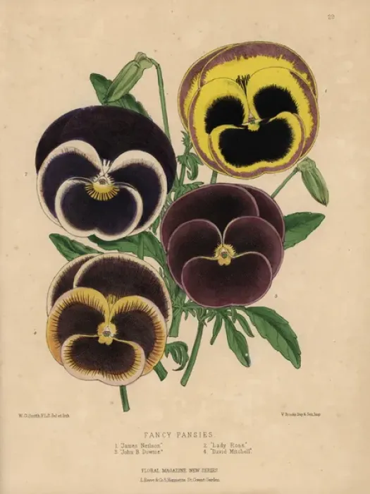 Framed Print : Varieties of fancy pansies: James Nelson, Lady Framed Print : Varieties of fancy pansies: James Nelson, Lady