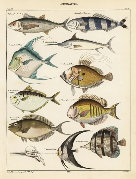 Framed Print : Varieties of fish Framed Print : Varieties of fish