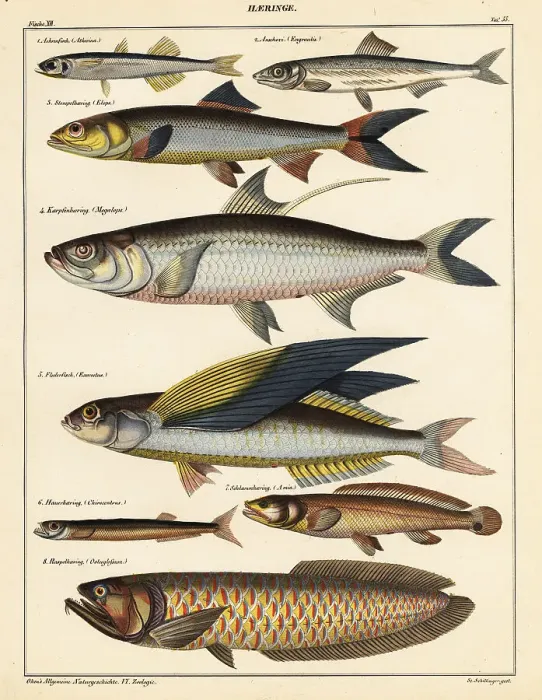 Framed Print : Varieties of fish Framed Print : Varieties of fish