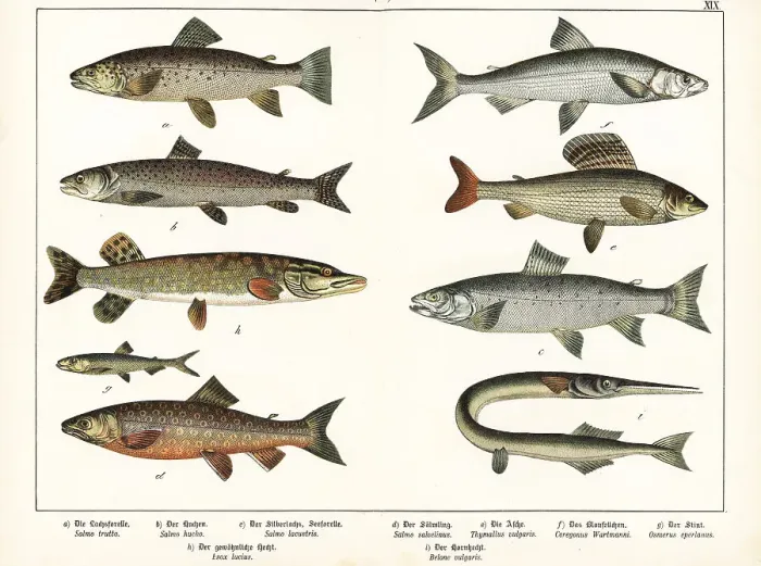 Framed Print : Varieties of fish
