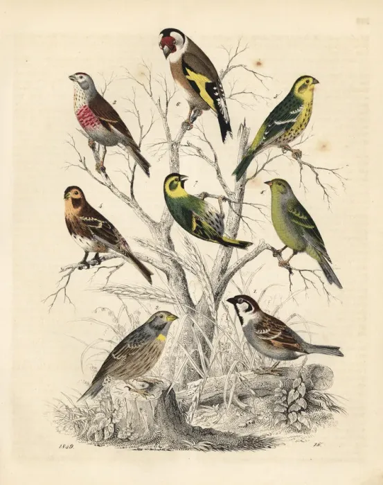 Framed Print : Varieties of Fringilla Framed Print : Varieties of Fringilla