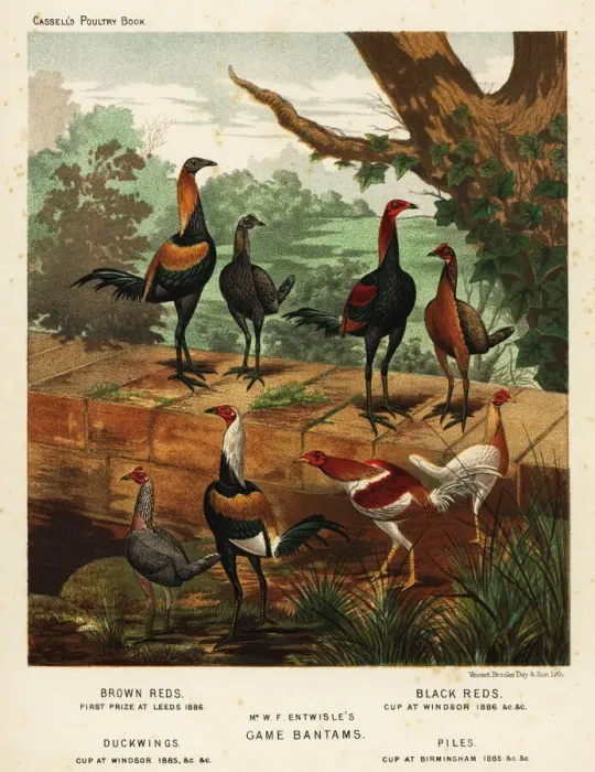 Framed Print : Varieties of game bantams bred by W. F. Entwistle Framed Print : Varieties of game bantams bred by W. F. Entwistle