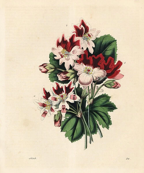 Varieties of geraniums or pelargoniums