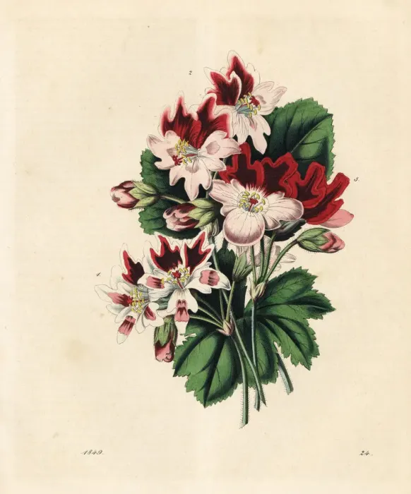 Framed Print : Varieties of geraniums or pelargoniums Framed Print : Varieties of geraniums or pelargoniums