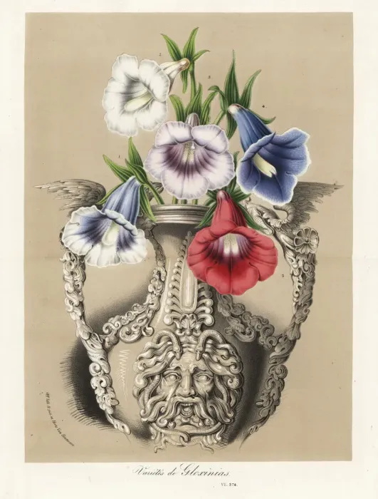 Framed Print : Varieties of Gloxinia, Sinningia speciosa, in a vase Framed Print : Varieties of Gloxinia, Sinningia speciosa, in a vase