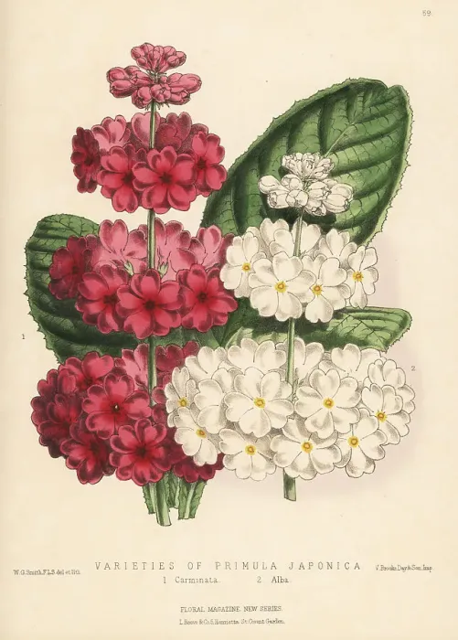 Framed Print : Varieties of Japanese primrose, Primula japonica Framed Print : Varieties of Japanese primrose, Primula japonica
