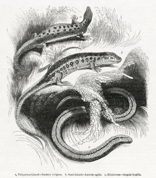 Framed Print : Three varieties of lizard Framed Print : Three varieties of lizard