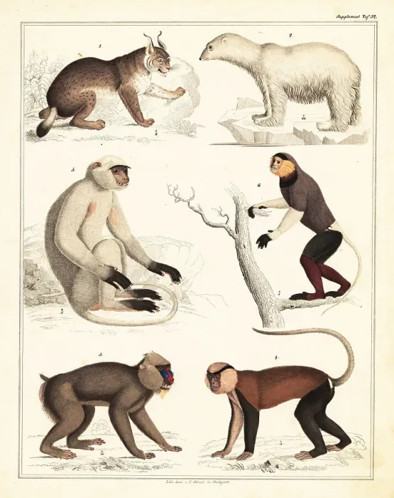 Framed Print : Varieties of mammals Framed Print : Varieties of mammals