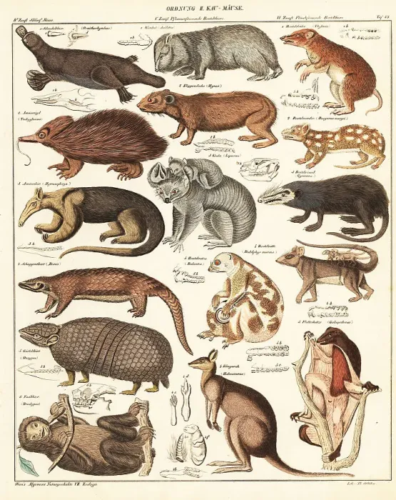 Framed Print : Varieties of marsupials Framed Print : Varieties of marsupials