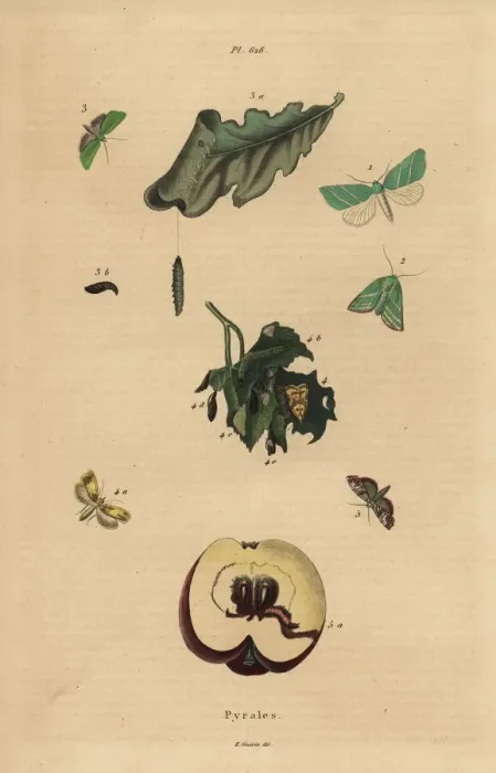Framed Print : Varieties of pyralid moths with fruit and leaves Framed Print : Varieties of pyralid moths with fruit and leaves
