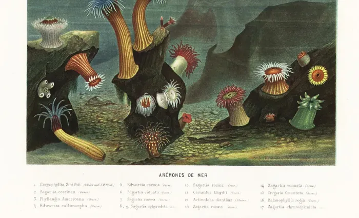 Framed Print : Varieties of sea anemones and corals Framed Print : Varieties of sea anemones and corals