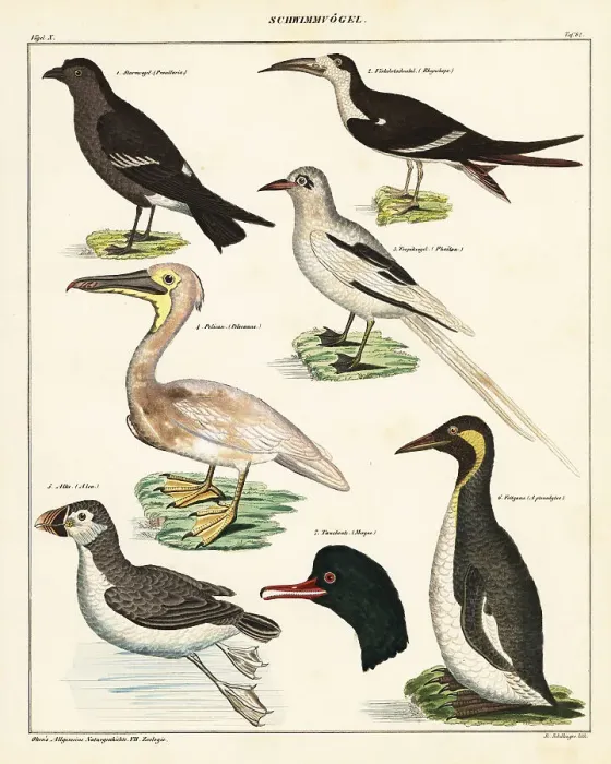 Framed Print : Varieties of sea birds Framed Print : Varieties of sea birds