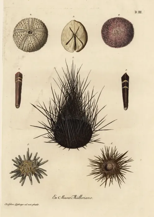 Framed Print : Varieties of sea urchins Framed Print : Varieties of sea urchins