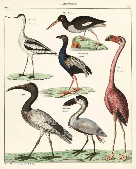 Framed Print : Varieties of wading birds Framed Print : Varieties of wading birds