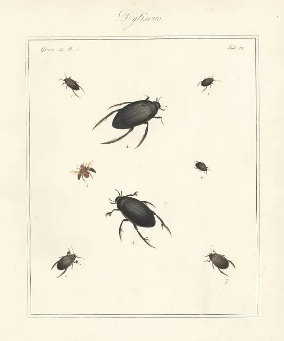 Framed Print : Varieties of water beetles