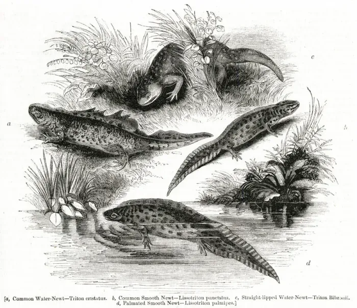 Framed Print : Varieties of Water Newt or Eft Framed Print : Varieties of Water Newt or Eft