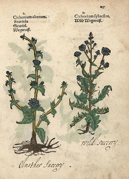 Varieties of wild chicory, Cichorium intybus