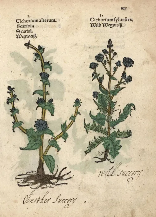 Framed Print : Varieties of wild chicory, Cichorium intybus Framed Print : Varieties of wild chicory, Cichorium intybus