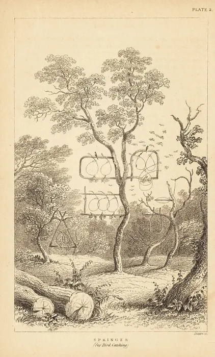 Framed Print : Varieties of wire traps for bird catching Framed Print : Varieties of wire traps for bird catching
