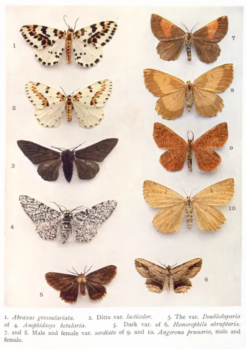 Framed Print : Variety of eight butterflies Framed Print : Variety of eight butterflies