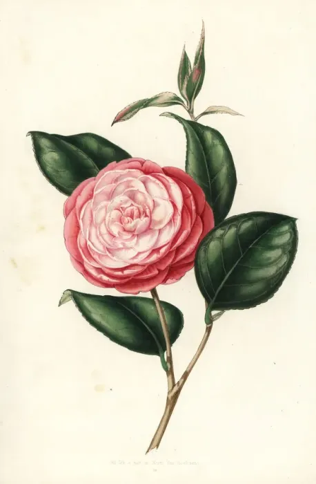 Framed Print : Variety of camellia, Camellia japonica Framed Print : Variety of camellia, Camellia japonica