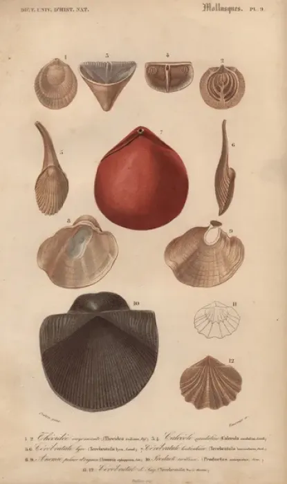 Framed Print : Variety of molluscs including terebratula Framed Print : Variety of molluscs including terebratula