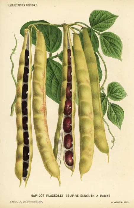 Framed Print : Variety of runner bean, Phaseolus vulgaris Framed Print : Variety of runner bean, Phaseolus vulgaris