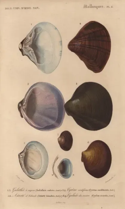 Framed Print : Variety of scallop and clam shells: Galathea Framed Print : Variety of scallop and clam shells: Galathea