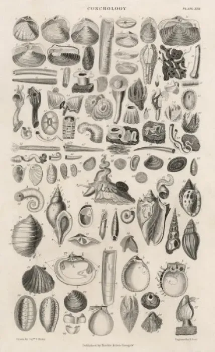 Framed Print : Variety of Sea Shells Framed Print : Variety of Sea Shells