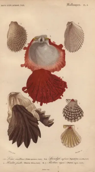Framed Print : Variety of seashells including oysters, file Framed Print : Variety of seashells including oysters, file