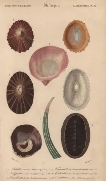 Framed Print : Variety of tropical shells including Patella Framed Print : Variety of tropical shells including Patella