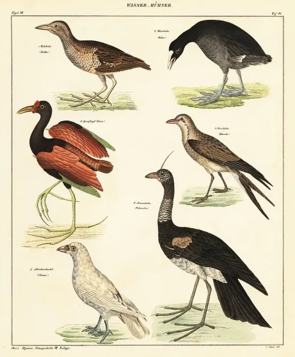 Framed Print : Variety of water fowl Framed Print : Variety of water fowl