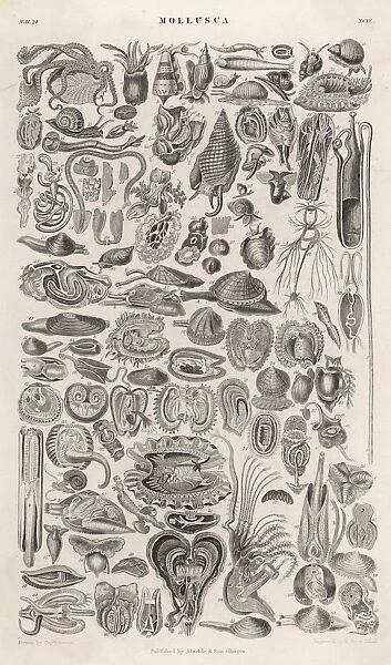 Varioety of Molluscs