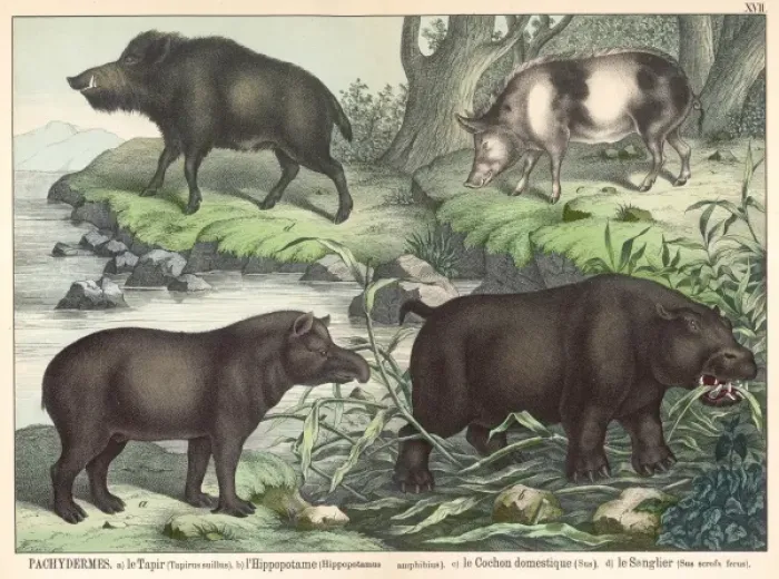 Framed Print : Various animals Framed Print : Various animals