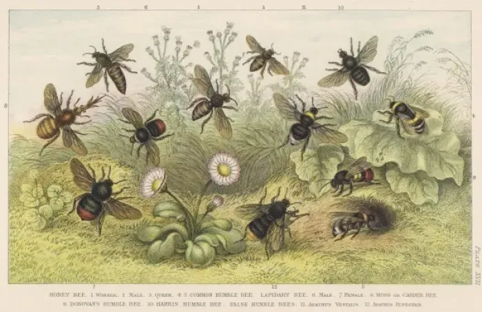 Framed Print : Various Bees Framed Print : Various Bees