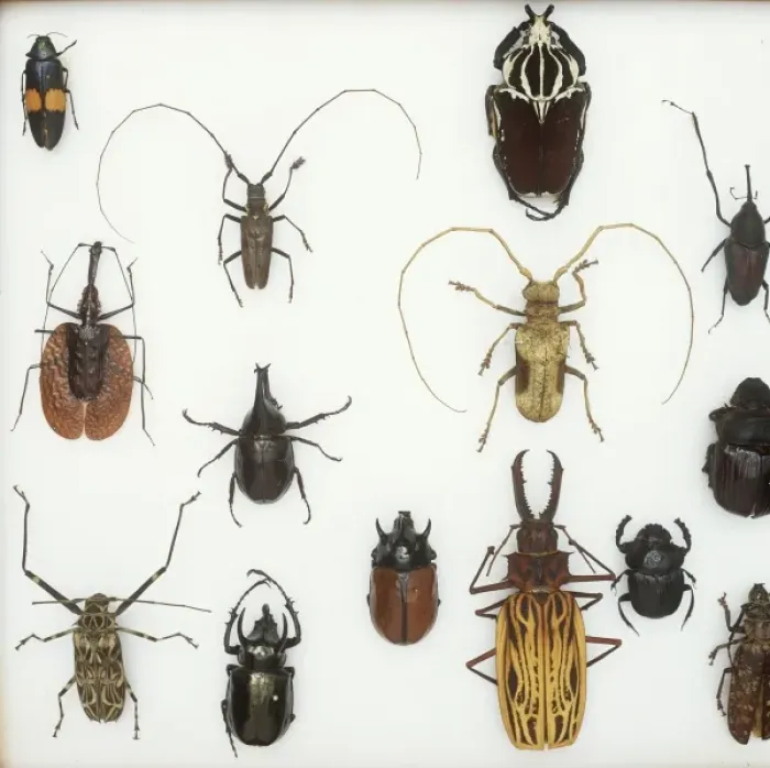Framed Print : Various beetle specimens Framed Print : Various beetle specimens